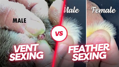 vent sexing vs feather sexing in chicks how to identify male and