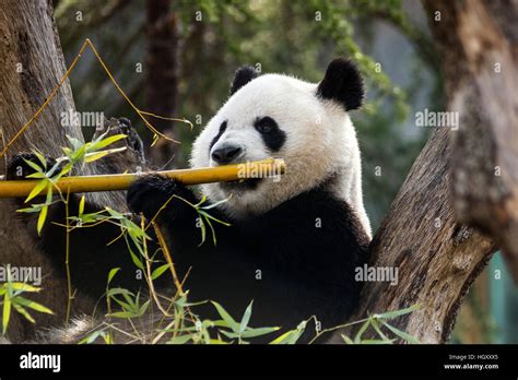 Oso Panda Comiendo Bambú En Zoo Aquarium De Madrid Fotografía De Stock