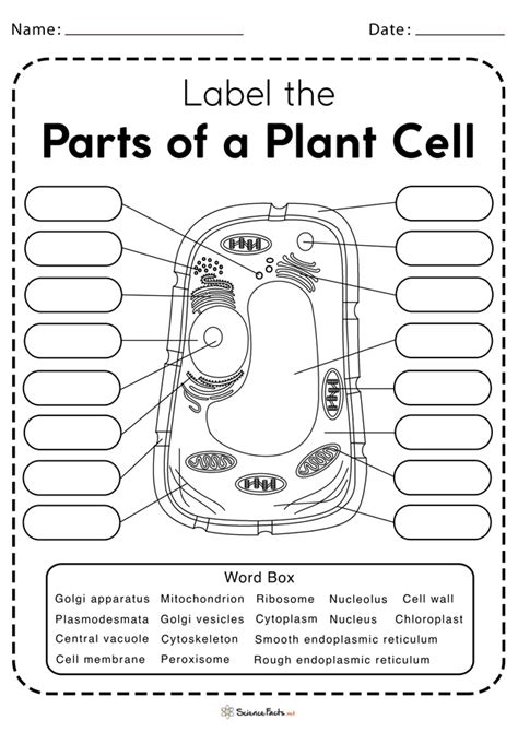 Plant Cell Diagram Labeled Worksheet
