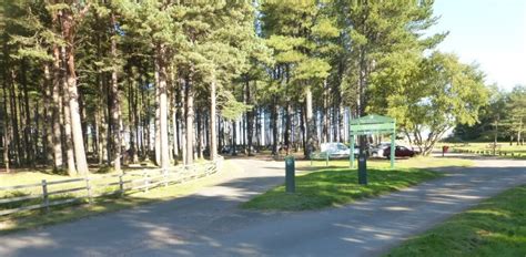 Tentsmuir Forest car park closed for tree felling