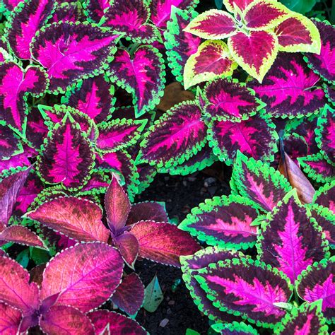 Coleus prefers a consistently moist, rich, loose soil. Coleus Rainbow seeds - Coleus hybridus - 1650 seeds ...