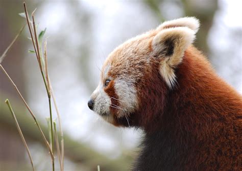 Red Panda Profile Mrs Sa Flickr