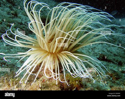 Sea Anemone Cerianthus Membranaceus Stock Photo Alamy