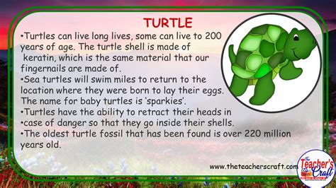 Science For Kids Animal Facts The Teachers Craft
