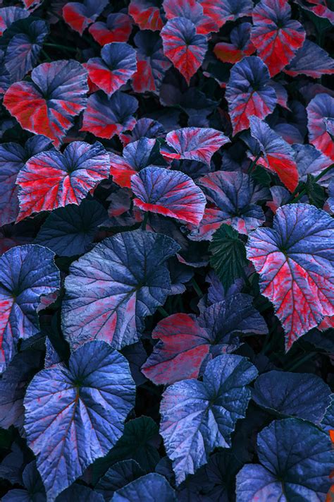 Strange Leaves: Documenting Venomous Forests By Spanish Photographer Al