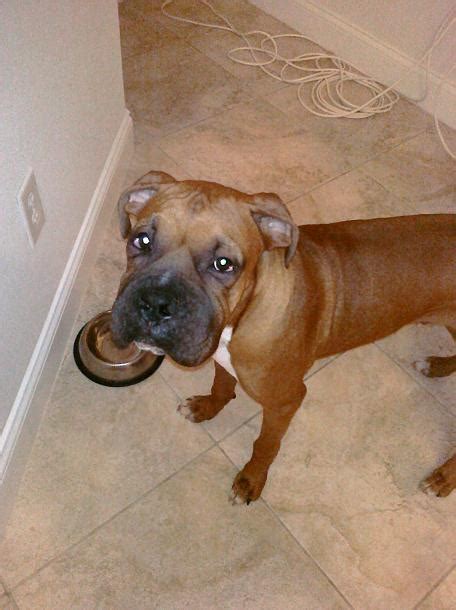 Bumps On Skin Boxer Forum Boxer Breed Dog Forums