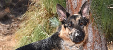 German Shepherd Rescue Of Orange County Adopt A German Shepherd