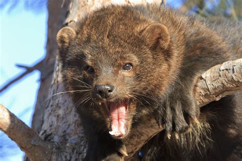 What Is A Fisher Cat Wonderopolis