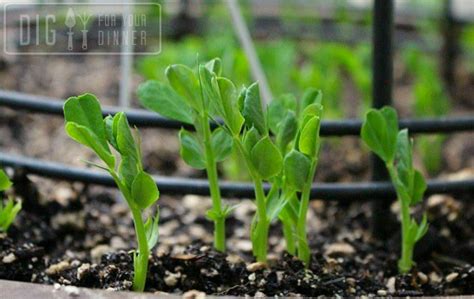 Planting Guide Starting Peas From Seed Dig For Your Dinner