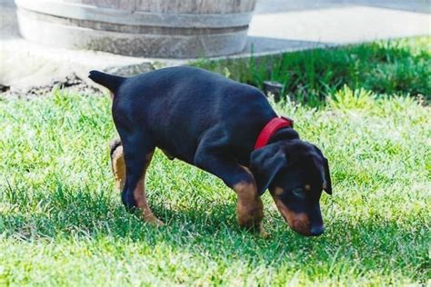 How To Train A Doberman The Complete Guide Doberman Planet