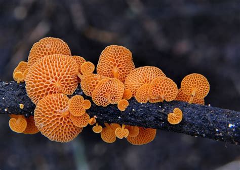 6 Common Fungi Of New Zealand New Zealand Nature Guy