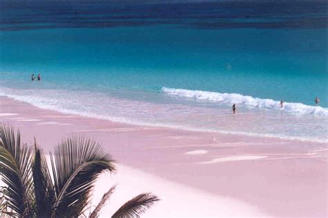 Pink Sand Beaches To Travel To This Summer