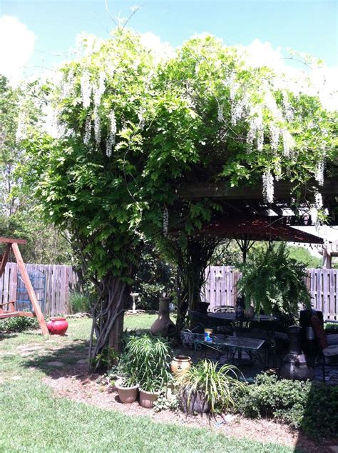 pin by shannon harvey on country gardens wisteria pergola outside patio country gardening