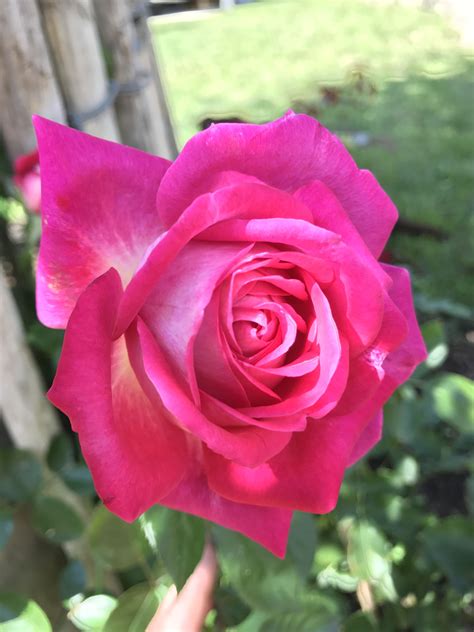 Pinke Rose Rosas
