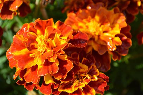 Marigold Flowers Plant Free Photo On Pixabay Pixabay