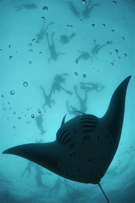 Manta Rays Maldives Source Underwater Animals Manta Ray Sea Mammal