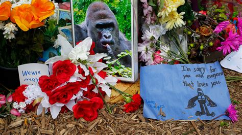 The Complicated Appeal Of The Harambe Meme The New York Times