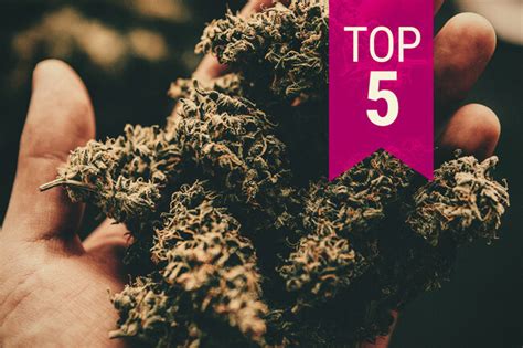 The Top 5 Strongest Cannabis Strains — 2020 Update Rqs Blog