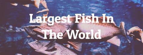 10 Largest Fish In The World