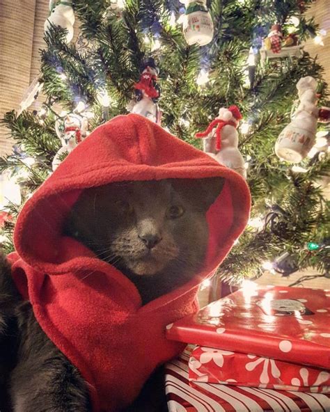 15 Cats Ready To Sleigh The Holidays With Their Cat Christmas Oufits