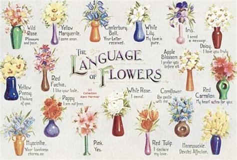 Meaning Of Flowers Flower Language And Symbolism What Does That