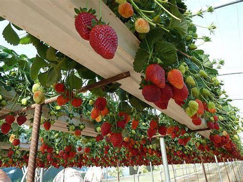 Maybe you would like to learn more about one of these? Vertical-Vegetable-Garden-Ideas-24 | Home Design, Garden ...