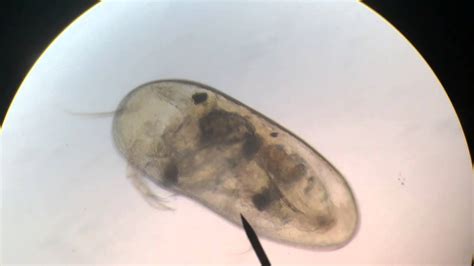 Microscopic Freshwater Organism Youtube