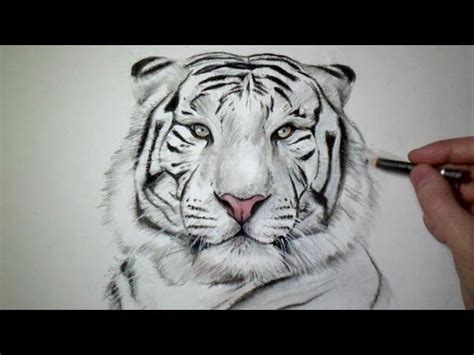 Comment Dessiner Un Tigre Tutoriel Art Drawings Sketches Cool