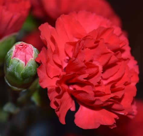 Januarys Birth Flower Enjoys Year Round Appeal See Three Ways To Have