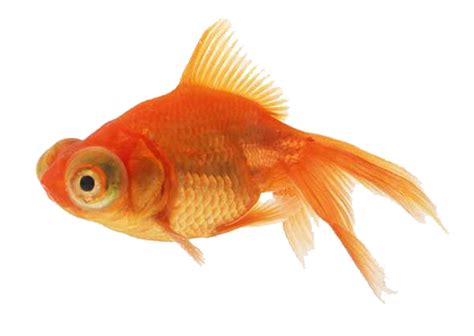 Золотая рыбка Png