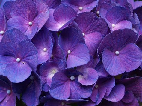 Free Download 39 High Definition Purple Wallpaper Images For Download