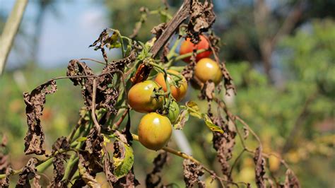 Why Your Tomato Plant Leaves Are Turning Brown
