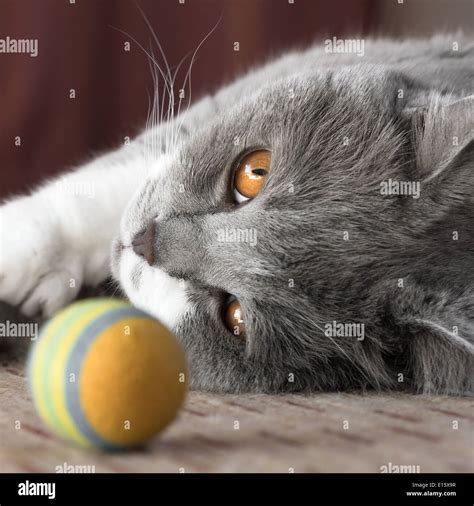 Cat Playing Ball Hi Res Stock Photography And Images Alamy