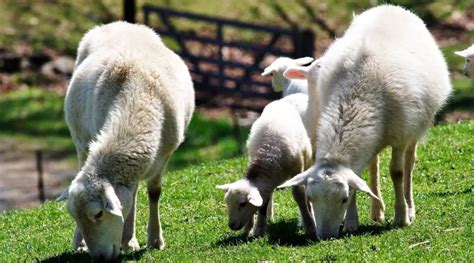 Katahdin Sheep Breed Information History And Facts Sheepcaretaker