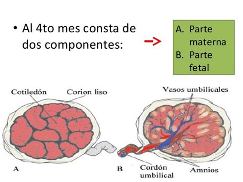 Placenta Humana Anatomia Fisiologia Y Todo Lo Que Deben Saber