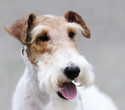 fox terriers breed facts  information petcoach