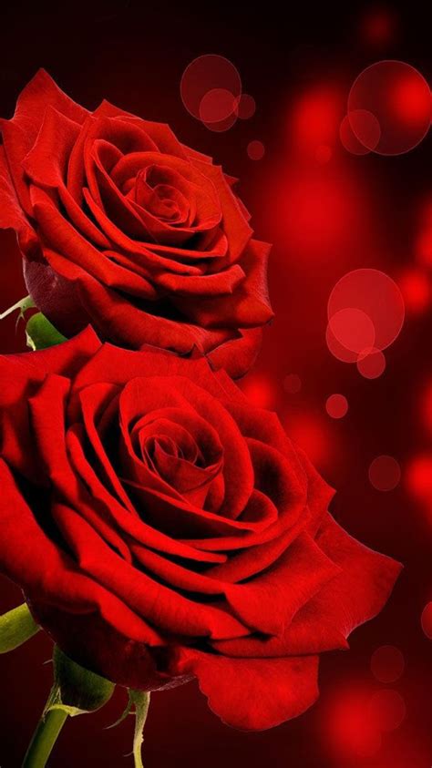 Red Rose Flowers Live Wallpaper Best Flower Site
