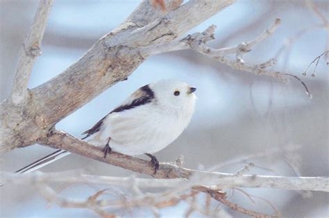 7 Incredibly Adorable Animals Unique to Hokkaido, Japan