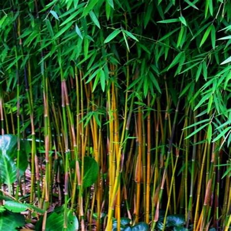 20 pcs rare hot sale china fresh black bamboo hardy home plant of perennial garden for garden in