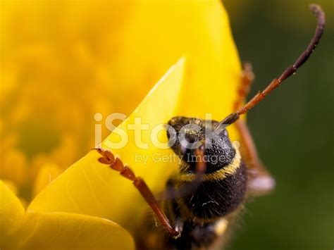 Wasp Beetle Stock Photo Royalty Free Freeimages