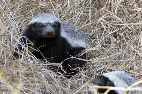 Ratel Mellivora Capensis Also Known As Honey Badger Flickr