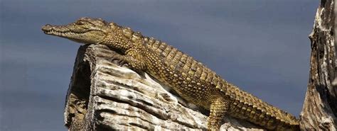 Maybe you would like to learn more about one of these? Crocodiles Can Climb Trees | The Random Science