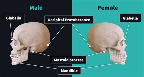 4 Years In The Making The Full Female Model Complete Anatomy