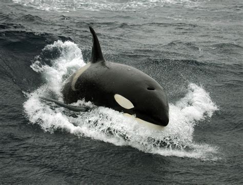 Découvrez cet animal incroyable qui terrorise le grand requin blanc | CNEWS