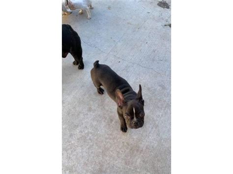 3 Male French Bulldogs in Phoenix, Arizona - Puppies for ...