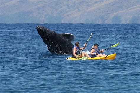 Kayak Whale Watch 2hr Wailea Beach Hawaiian Ocean Sports