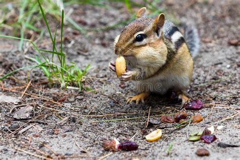 Chipmunk Eating A Peanut Stock Photo Image Of Wild 104939356