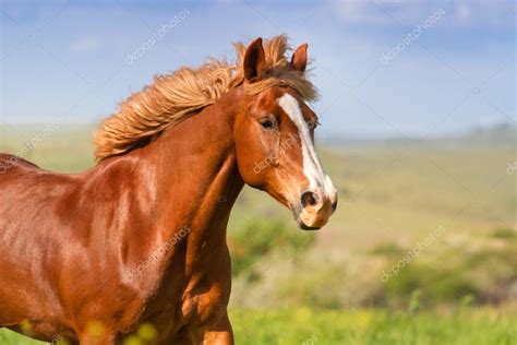 Horse Portrait In Motion Stock Photo By ©callipsoart 119959238