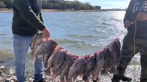 Como Pescar Tilapias En Texas Fácil Y Sin Gastar Dinero Youtube
