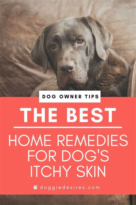 Home Remedies For Dogs Dry Itchy Skin Dog Itchy Skin Remedy Dog Skin